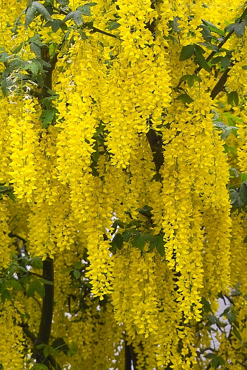 Goldregen Samen kaufen (Laburnum anagyroides) Saatgut