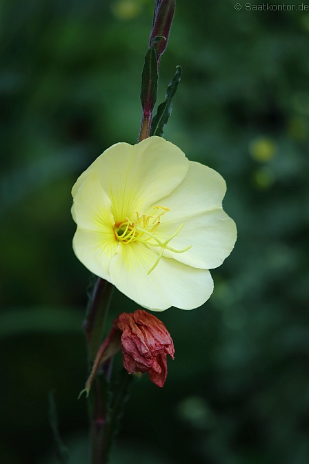 Duft Nachtkerze Oenothera odorata Blume Duft 200 Samen MENGENRABATT !!!