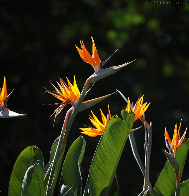 Strelitzie Samen Die Riesen-Paradiesvogelblume Schnellwüchsige Sukkulente 