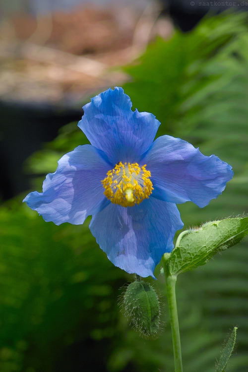 50 blaue Himalajamohnblume tibetische Meconopsis Betonicifolia Blumensamen