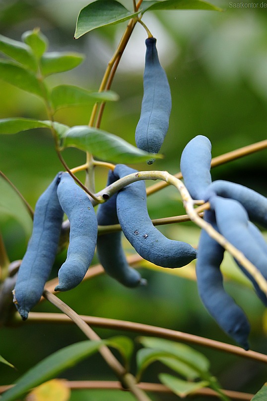 Blaugurkenbaum mit essbaren Zierde für Haus & Garten blauen Gurken Samen .. 