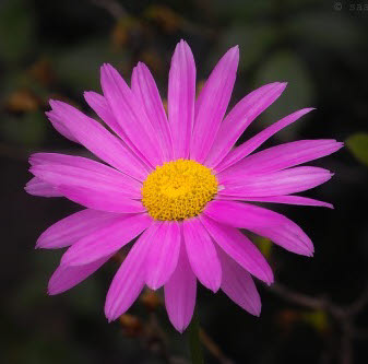 5418 Bunte Margerite 'Robinson Riesen Mischung' Chrysanthemum mehrjährig Samen 