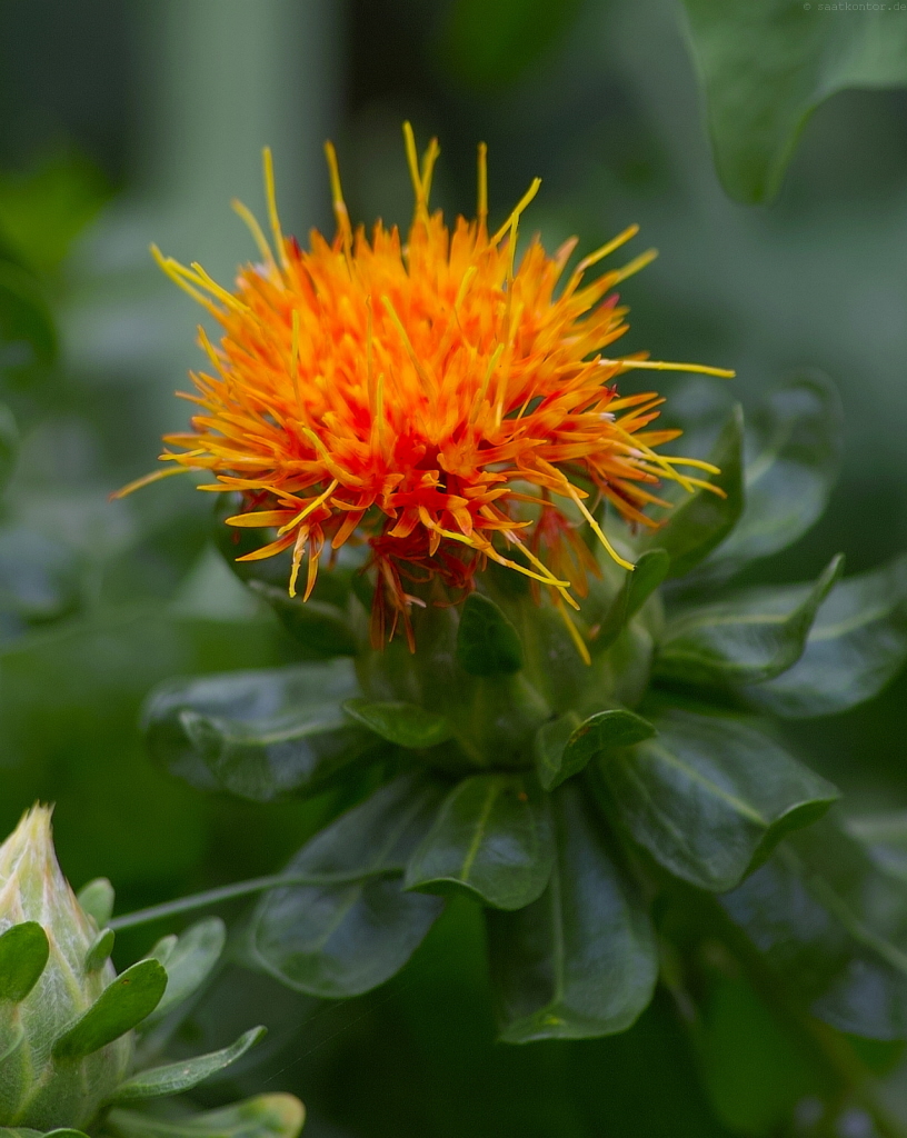 Safflower In India, Safflower In India Suppliers And Manufacturers
