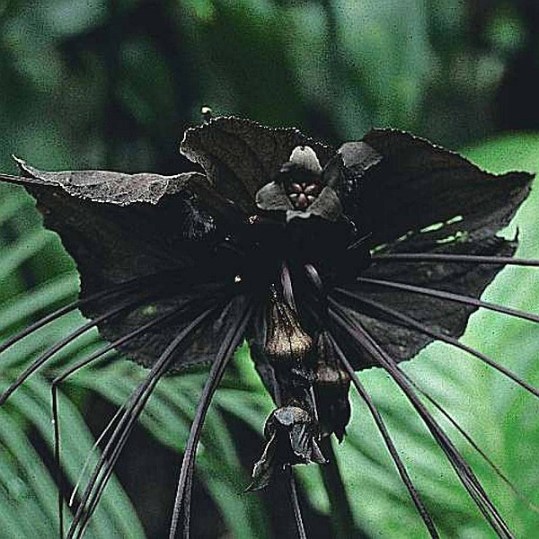 G 10 Samen der Tacca chantrieri,Bat Pflanze oder Teufel Blume 