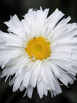 500 Samen Großpackung Wiesen Mutterkraut Margerite HOT SELL Chrysanthemum P O7M0 