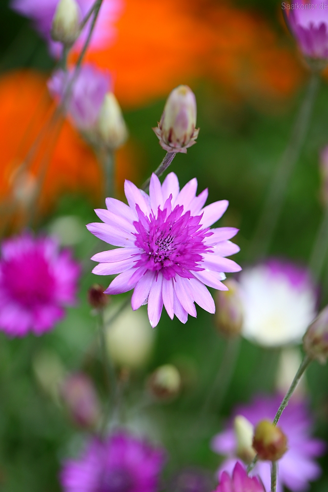 Saatgut Papierblume, Immortelle (Xeranthemum annuum) Samen Mischung