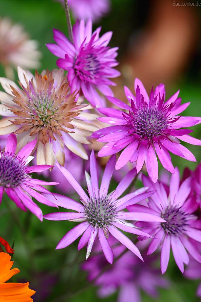 Saatgut Papierblume, Immortelle (Xeranthemum annuum) Samen Mischung