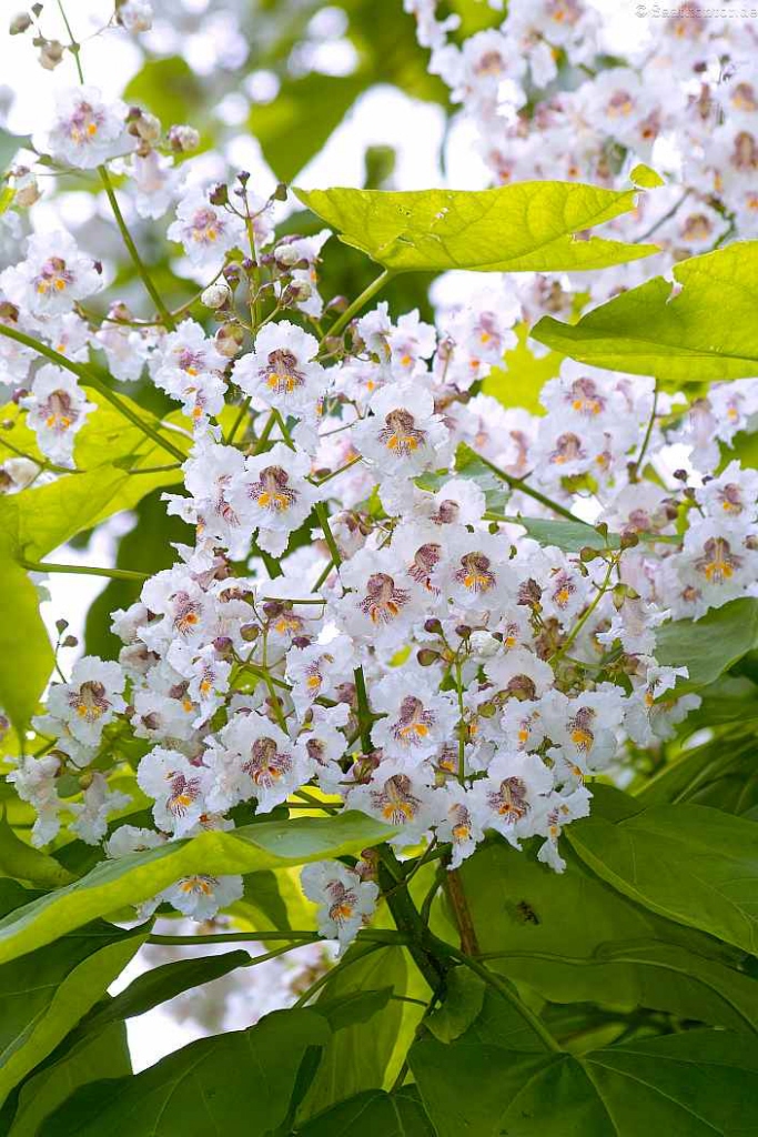 Indischer Bohnenbaum Samen kaufen Trompetenbaum (Catalpa