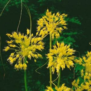 Allium Flavum Gelber Lauch Ca. 9x9 cm Topf