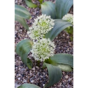 Allium Karataviense Prachtlauch 2 Liter Container