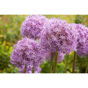 Allium Ostara Zierlauch 2 Liter Container