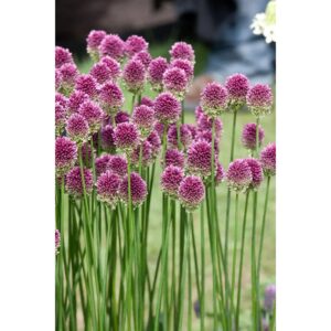 Allium Sphaerocephalon Kugellauch Ca. 9x9 cm Topf