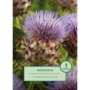 Artischocke 1 Stück Cynara cardunculus