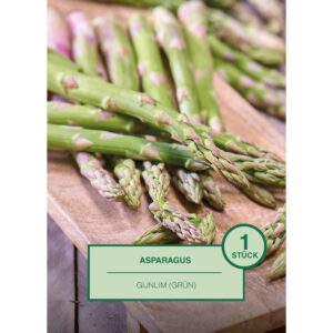 Asparagus 1 Stück Aspargus officinalis Gijnlim
