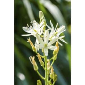 Camassia Leichtlinii Alba Prärielilie Ca. 11x11 cm Topf