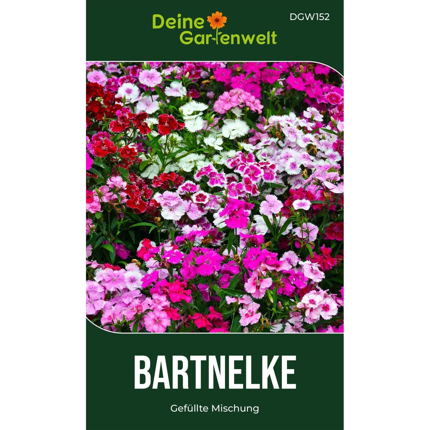 Deine Gartenwelt Bartnelke Gefüllte Mischung Samen