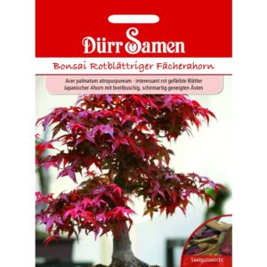 Dürr Samen Bonsai-Samen Rotblättriger Fächerahorn Saatgut