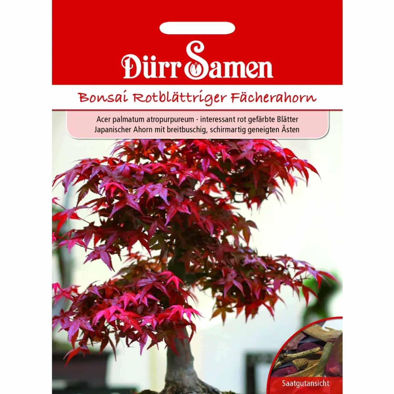 Dürr Samen Bonsai-Samen Rotblättriger Fächerahorn Saatgut