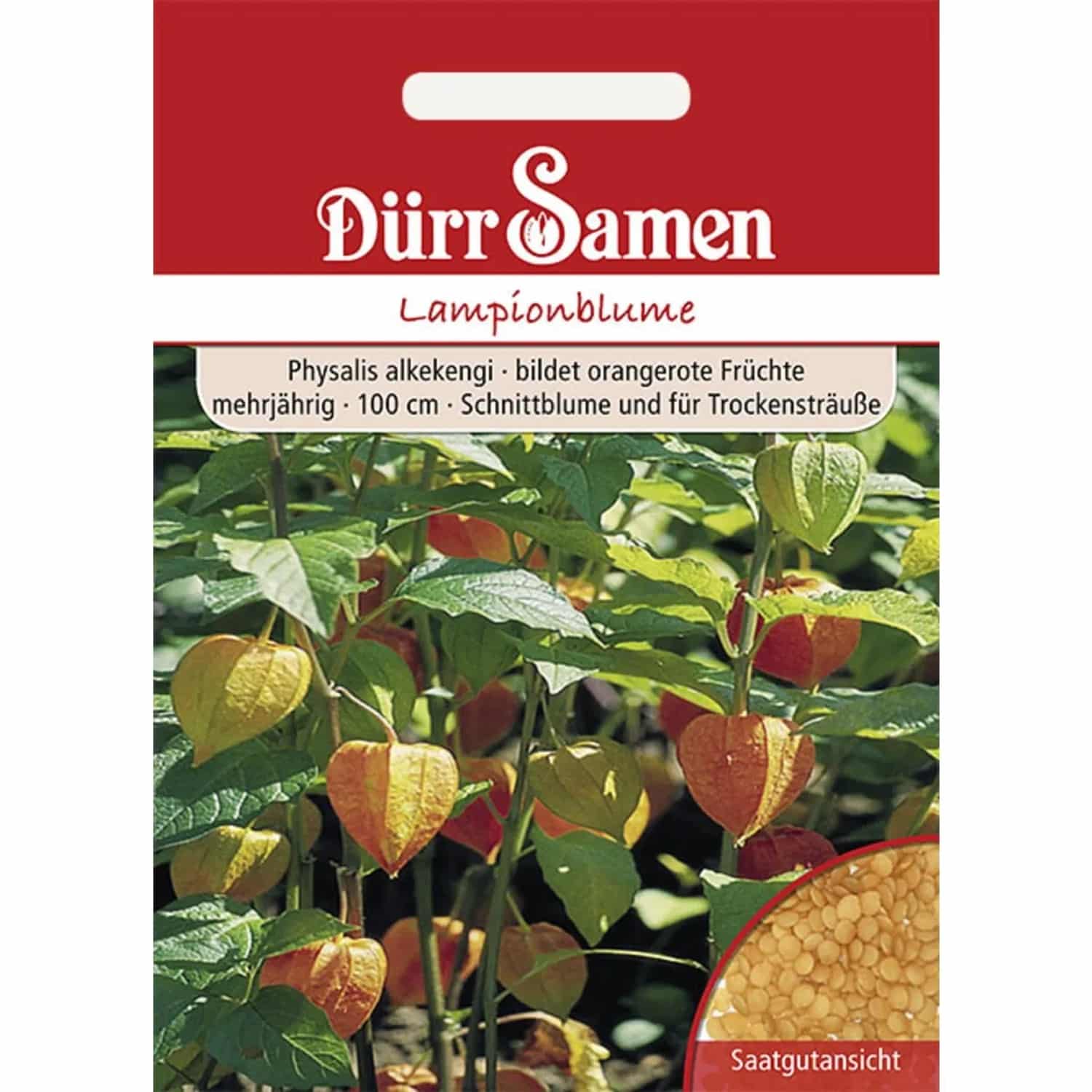 Dürr Samen Lampionblume Orangerot Mehrjährig Saatgut