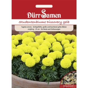 Dürr Samen Studentenblumen Discovery Gelb Einjährig Saatgut