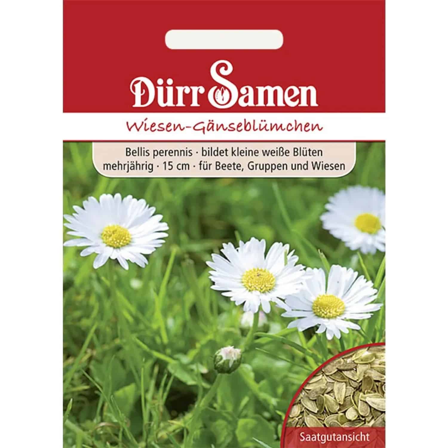 Dürr Samen Wiesen-Gänseblümchen Weiß Zweijährig Saatgut