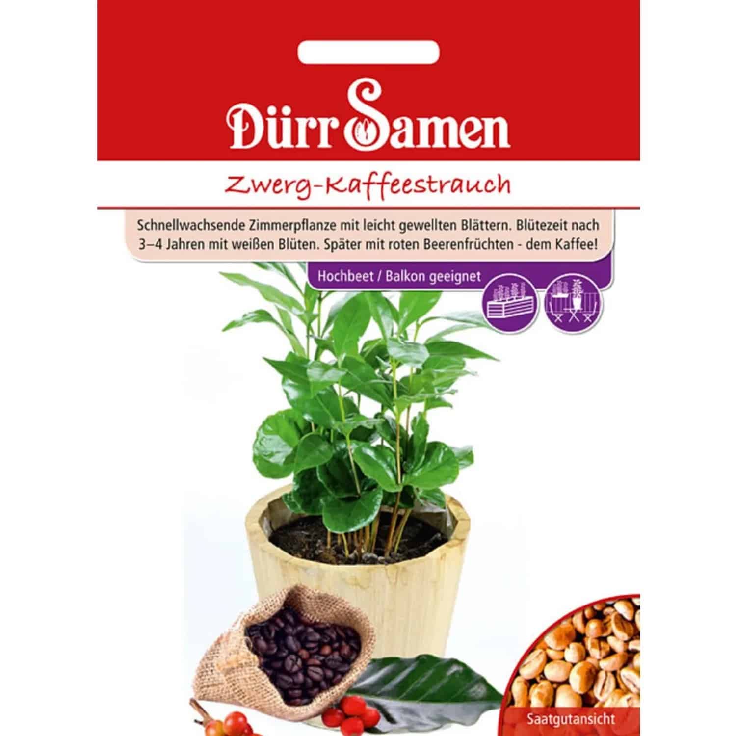 Dürr Samen Zwerg-Kaffeestrauch Saatgut