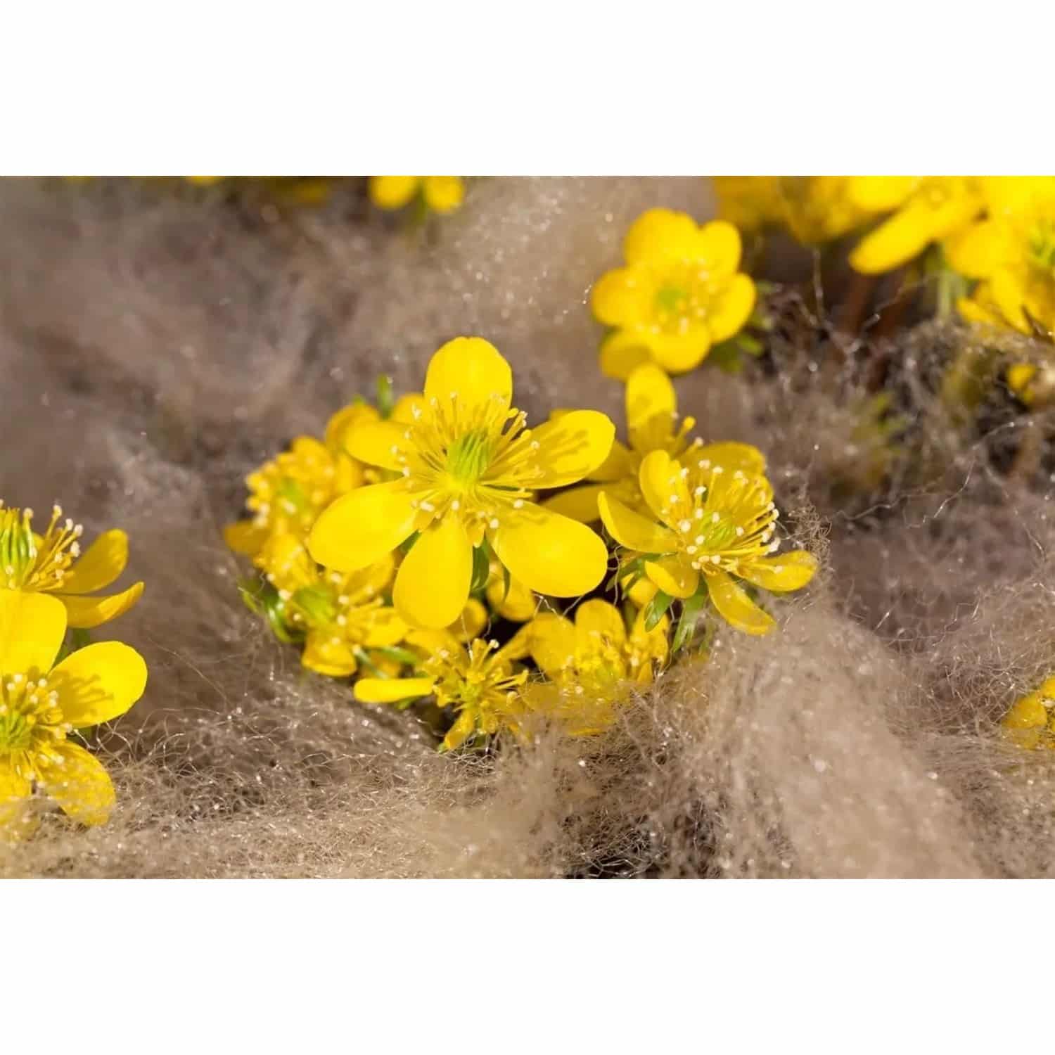 Eranthis Cilicica Kilikischer Winterling Ca. 9x9 cm Topf