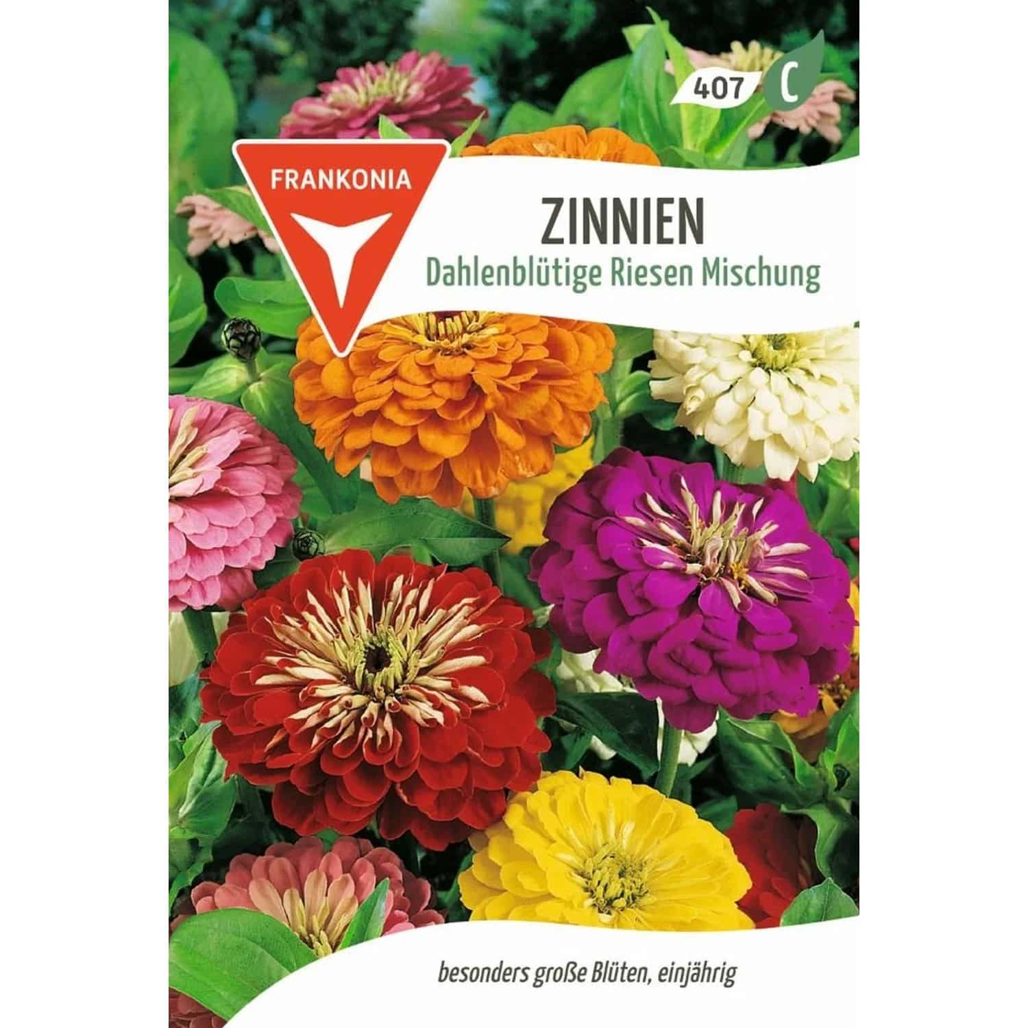 FRANKONIA Zinnie Dahlienblütige Riesen Mischung