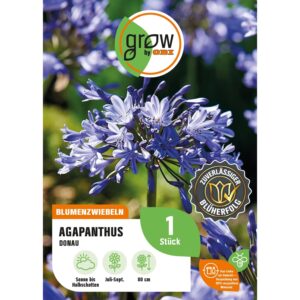 GROW by OBI Agapanthus Donau Höhe ca. 80 cm Agapanthus africanus