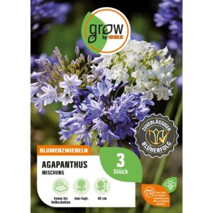 GROW by OBI Agapanthus Mischung Höhe ca. 80 cm Agapanthus africanus
