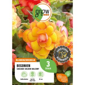 GROW by OBI Begonie Cascade Golden Balcony Höhe ca. 25 cm Begonia cascade