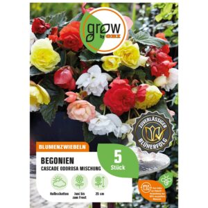 GROW by OBI Begonie Cascade Odorosa Mischung Höhe ca. 25 cm Begonia odorata