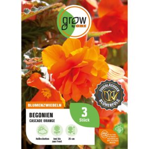 GROW by OBI Begonie Cascade Orange Höhe ca. 25 cm Begonia cascade