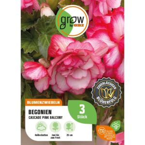 GROW by OBI Begonie Cascade Pink Balcony Höhe ca. 25 cm Begonia cascade