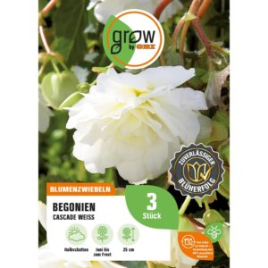 GROW by OBI Begonie Cascade Weiss Höhe ca. 25 cm Begonia cascade