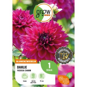 GROW by OBI Dahlie Fuchsia Charm Höhe ca. 75 cm