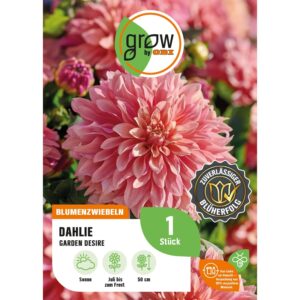 GROW by OBI Dahlie Garden Desire Höhe ca. 50 cm