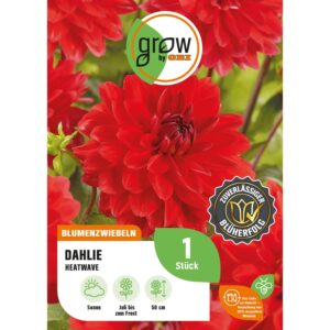 GROW by OBI Dahlie Heatwave Höhe ca. 50 cm