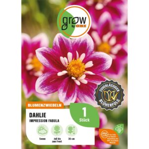 GROW by OBI Dahlie Impression Fabula Höhe ca. 35 cm