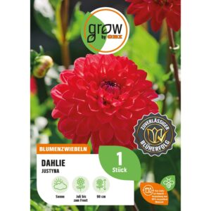 GROW by OBI Dahlie Justyna Höhe ca. 90 cm