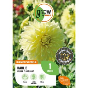 GROW by OBI Dahlie Kelvin Floodlight Höhe ca. 90 cm