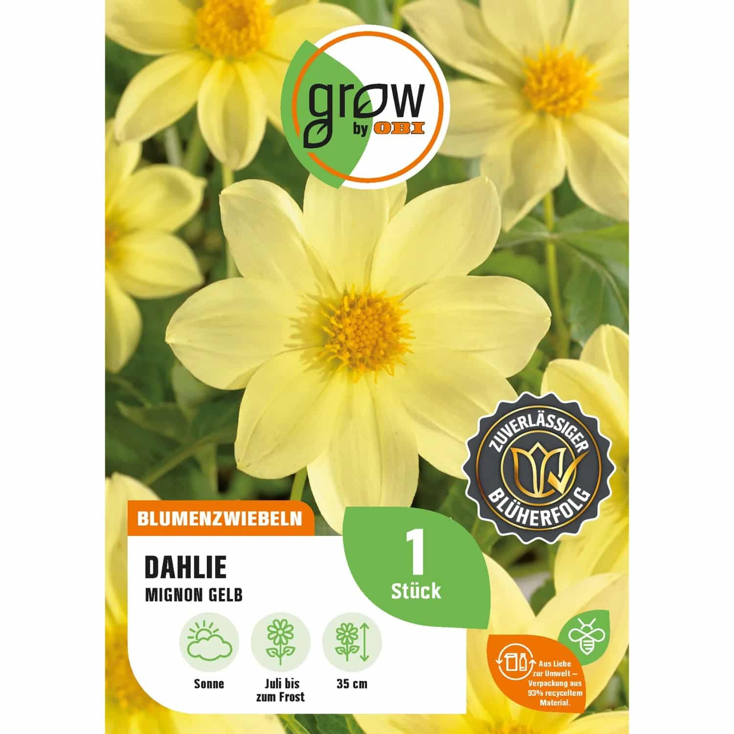 GROW by OBI Dahlie Mignon Gelb Höhe ca. 35 cm