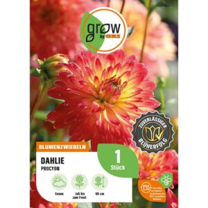 GROW by OBI Dahlie Procyon Höhe ca. 90 cm
