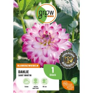 GROW by OBI Dahlie Saint Martin Höhe ca. 90 cm