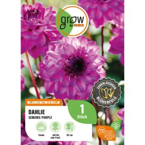 GROW by OBI Dahlie Seniors Purple Höhe ca. 50 cm