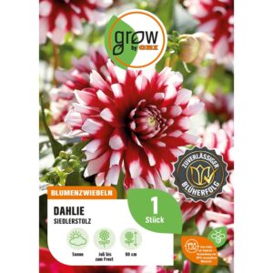 GROW by OBI Dahlie Siedlerstolz Höhe ca. 90 cm