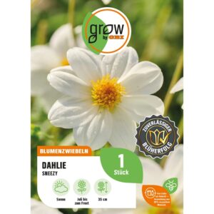 GROW by OBI Dahlie Sneezy Höhe ca. 35 cm