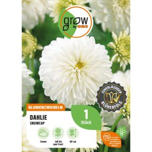 GROW by OBI Dahlie Snow Cap Höhe ca. 90 cm