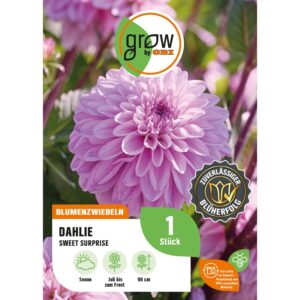 GROW by OBI Dahlie Sweet Surprise Höhe ca. 90 cm
