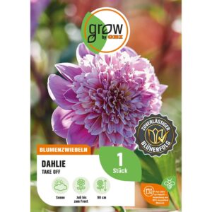 GROW by OBI Dahlie Take Off Höhe ca. 90 cm